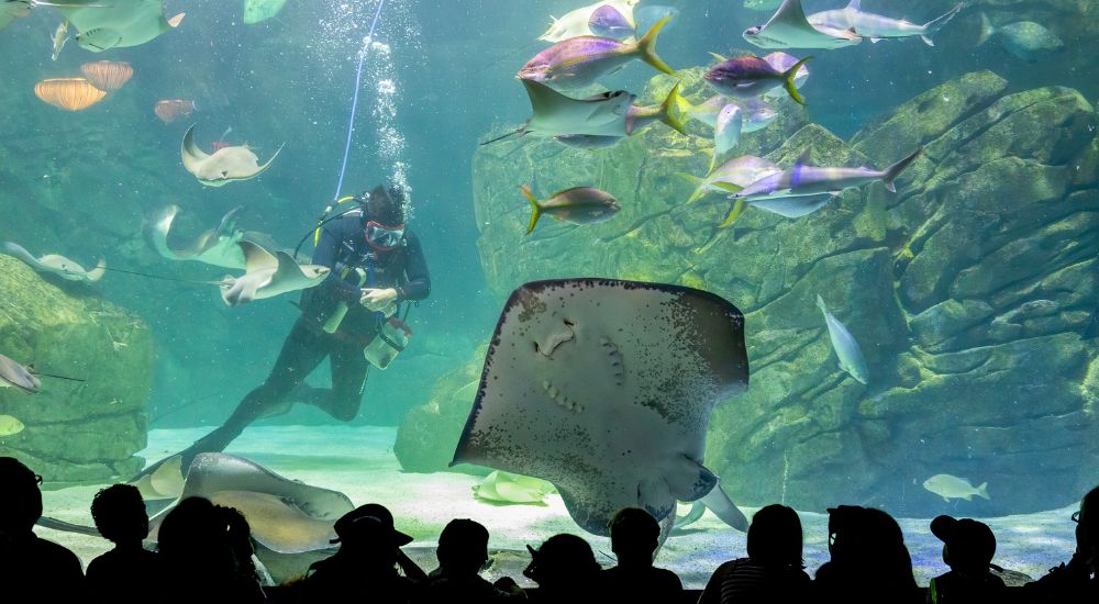 Stingray at Ripley's Aquarium of Canada