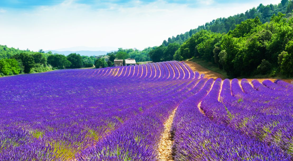 Discover and Roam - Things to Do in Provence - Explore the Lavender Fields of Valensole - Slider