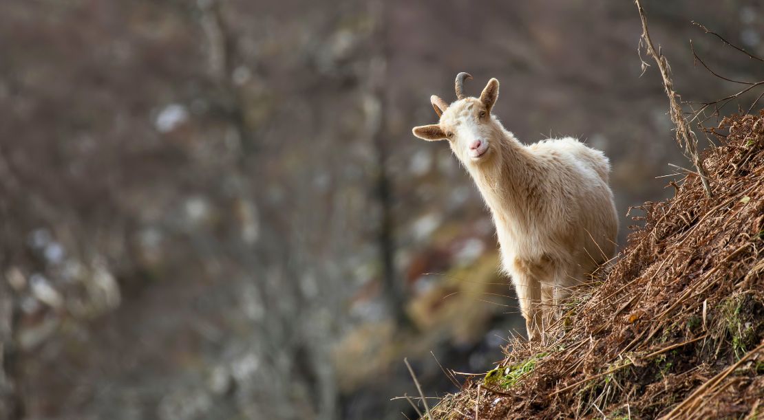 Discover and Roam - Family-Friendly Attractions Across Scotland
